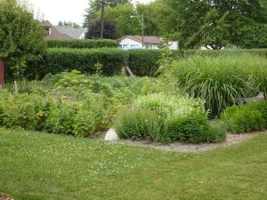Our garden in June, 2012 - herbs, raspberries, blackberries, vegetables and pear tree