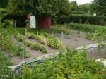 Our vegetable garden just after weeding, June 30, 2012
