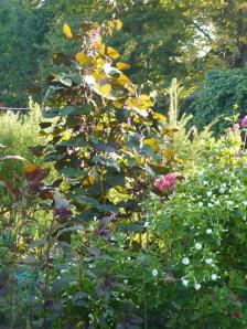 Life in one of our 15 flower beds, Aug. 29, 2012