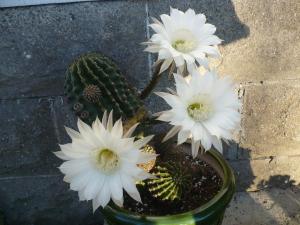 Our cactus has flowers that last only hours, but their beauty is not pointless