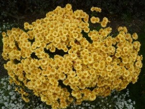 mums and alyssum in my front flower bed - autumn beauty