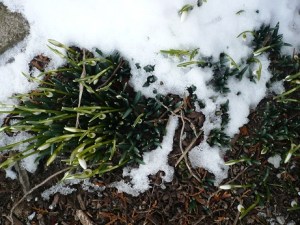 SNOWDROPSMAR21a