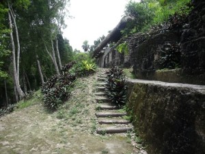A patch of Moses in a Boat at Yaxha ruins in Guatemala