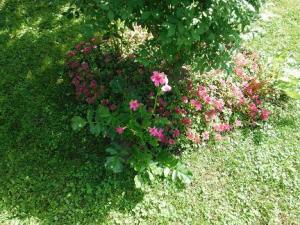 A new plant, Flowering Fern, set with pink sedum under a burning bush