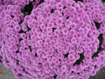 purple mum