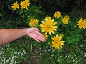 My Rudbeckia is fantastic this year, and my wife's hand shows the size