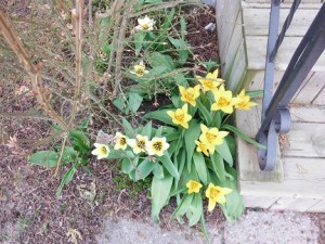The tulips outside our back door don't ask if we approve; they just grow!
