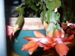My Christmas Cactus